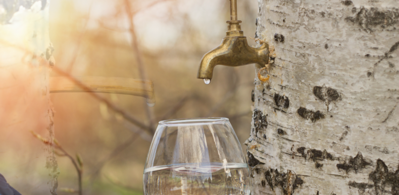 Nordic Beauty Birch Sap- A magical fluid from Nordic nature with biologically active substances